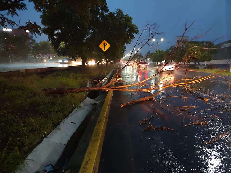 la CMPC externó que retiraron un árbol que cayó sobre la vialidad, en Paseo de la República