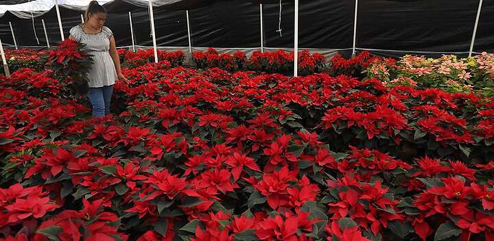 Cada año, México produce más de 19 millones de plantas de flor de Nochebuena. Foto: Agencia EFE