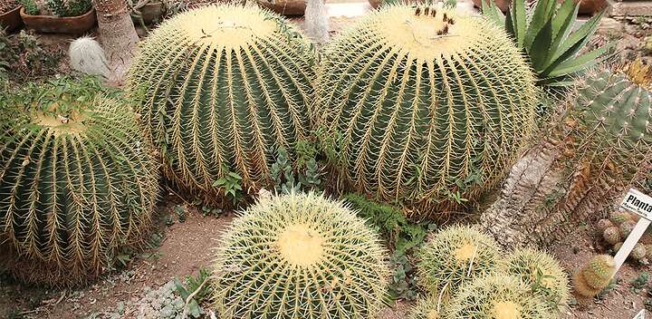 Las cactáceas son un símbolo del municipio de Cadereyta de Montes. Foto: Especial