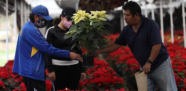 El 8 de diciembre de cada año se celebra el Día Nacional de la Flor de Nochebuena. Foto: Agencia EFE