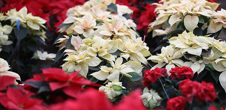 El nombre en náhuatl de la flor de Nochebuena es Cuetlaxóchitl, es decir, "flor que se marchita". Foto: Agencia EFE