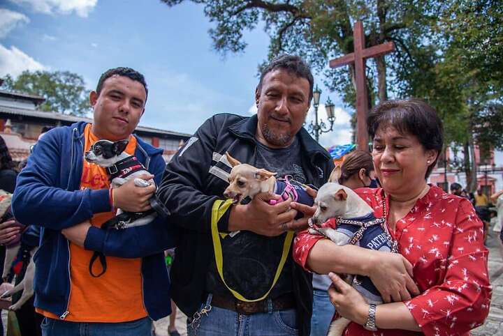 mascotas mascotas
