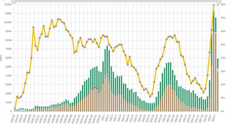Gráfica de contagios de COVID-19 en el estado de Querétaro. Foto: Especial