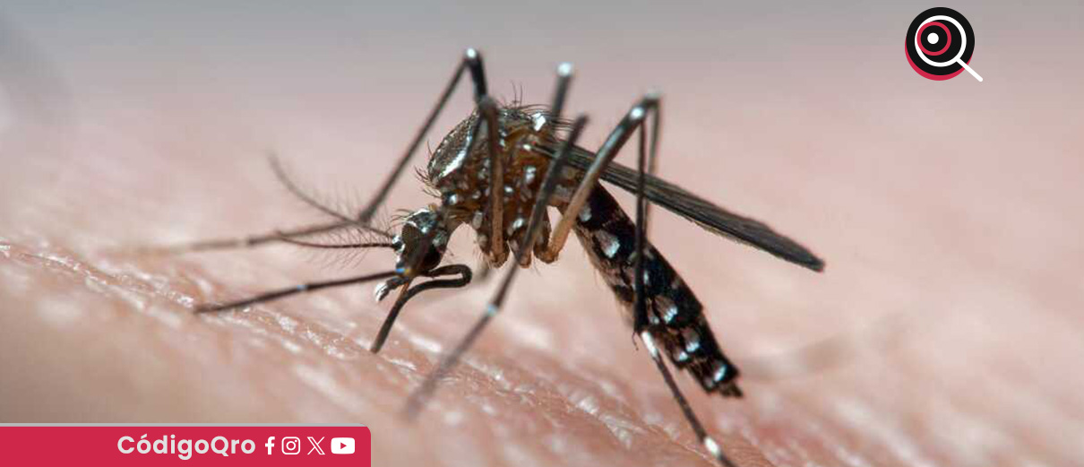 Suman 23 casos de dengue en el estado de Querétaro. Foto: Especial