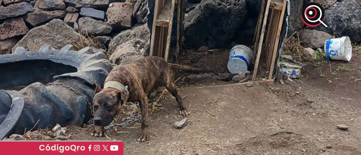 IMPA, maltrato animal,