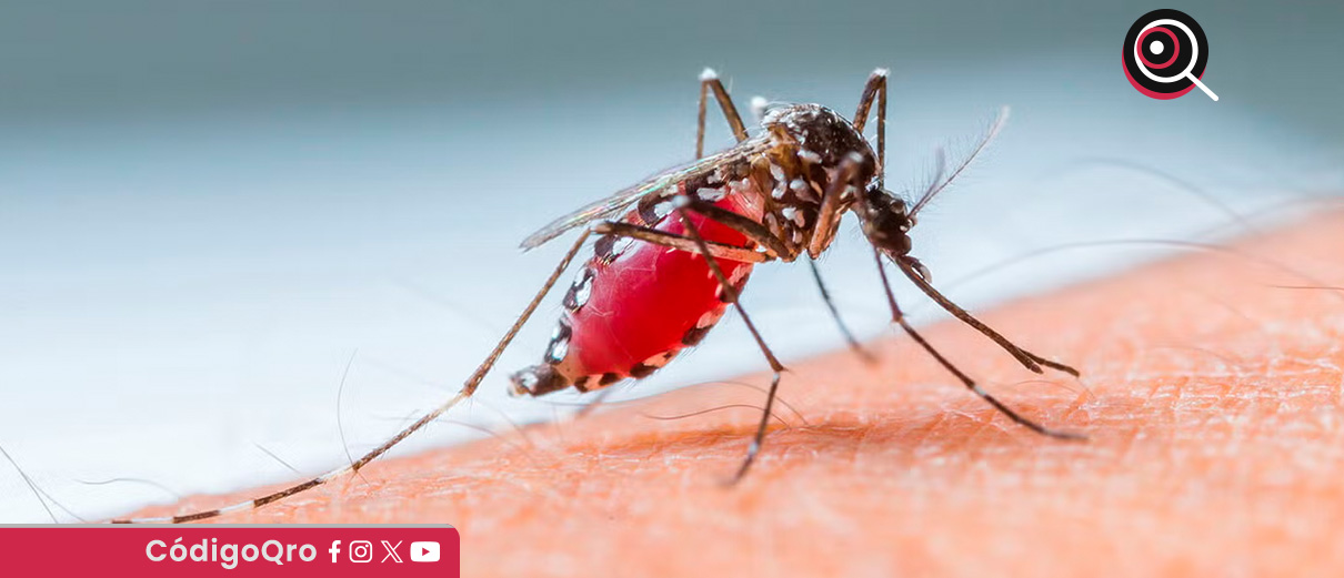 Suman 43 casos de dengue en el estado de Querétaro. Foto: Especial