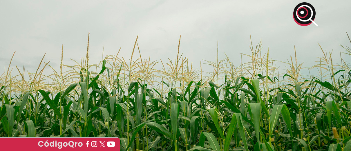 La UGRQ prevé un aumento en la producción de maíz y frijol gracias a las lluvias. Foto: Especial