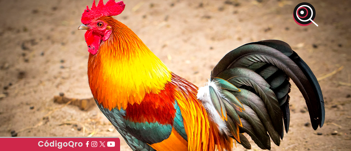 peleas de gallos, CDMX,
