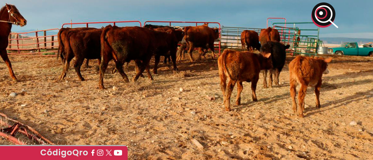 Sheinbaum explicó que ya se logró un primer acuerdo con el Departamento de Agricultura de EUA / Foto: Cortesía