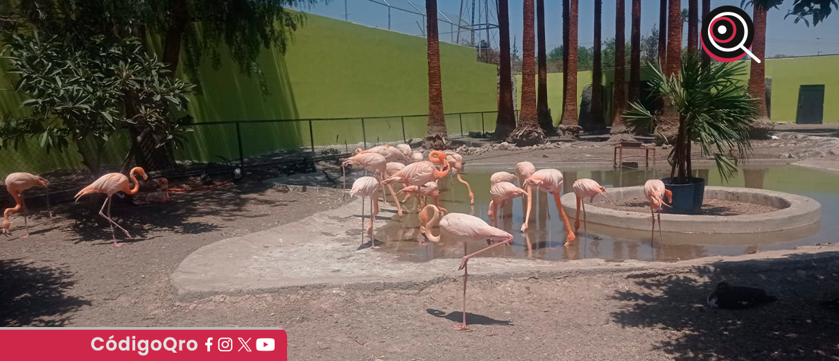 Sedesu, observaciones, zoológico Wamerú,