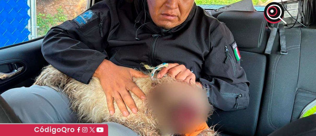 Un perro fue víctima de crueldad animal en el municipio de El Marqués. Foto: Especial