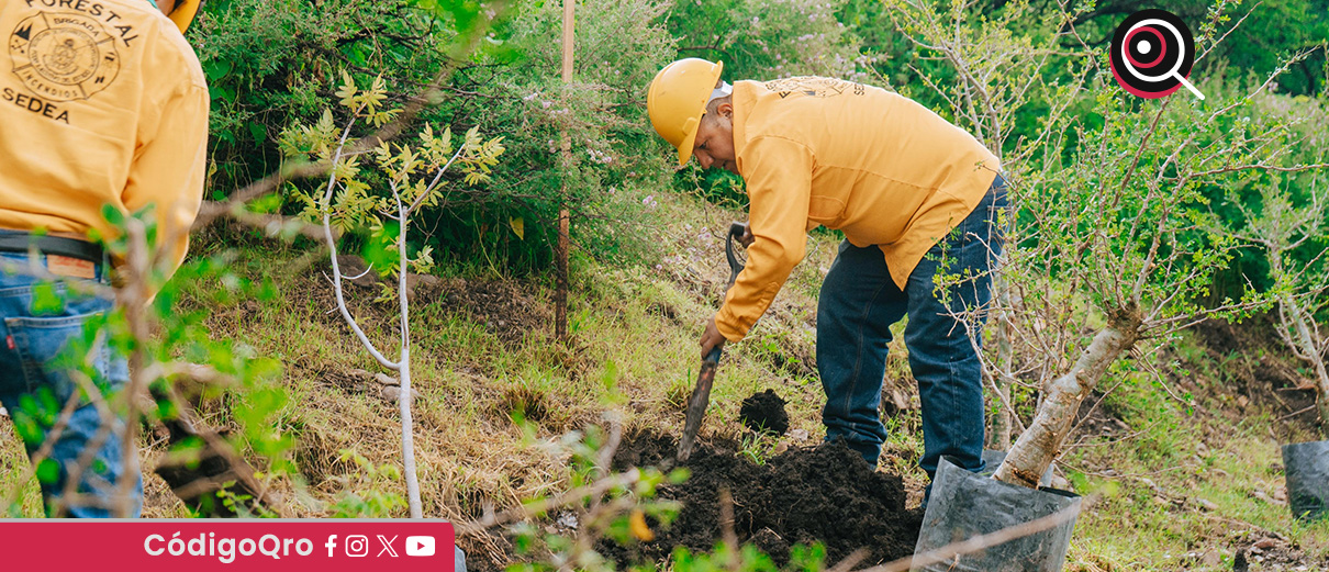 Autoridades estatales, municipales y activistas reforestaron la reserva ecológica El Tlacuache. Foto: Especial
