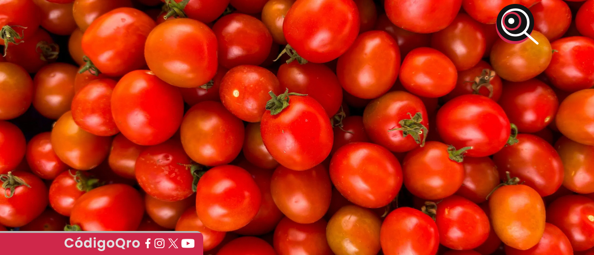 Estados Unidos impuso una cuota de 17.09 por ciento al tomate de México. Foto: Especial