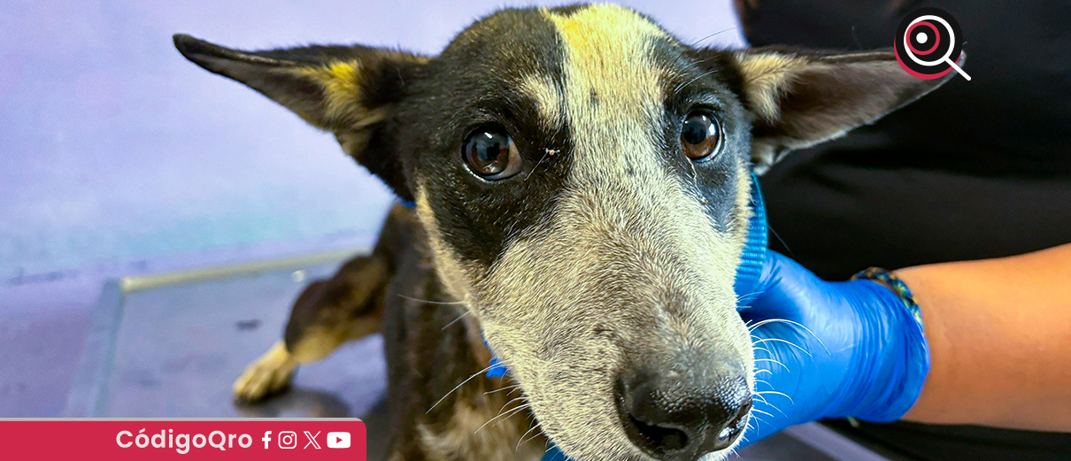Rescatan 9 perros víctimas de maltrato y abandono en El Marqués. Foto: Especial