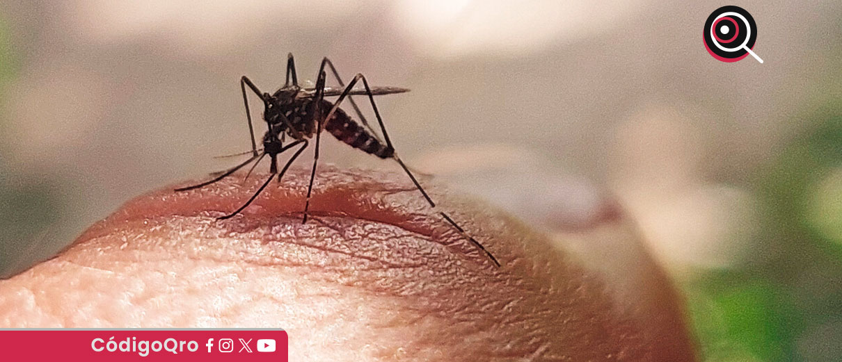 Hasta el 18 de julio de 2025, se han confirmado 61 casos positivos de dengue en Querétaro / Foto: Cortesía