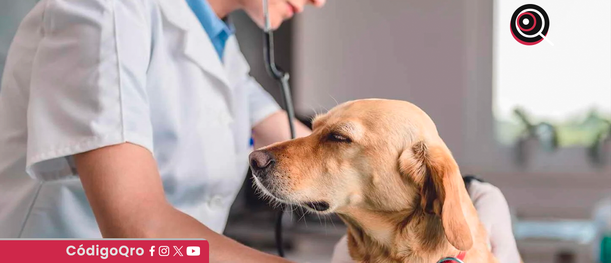 médicos veterinarios, ley "clara",