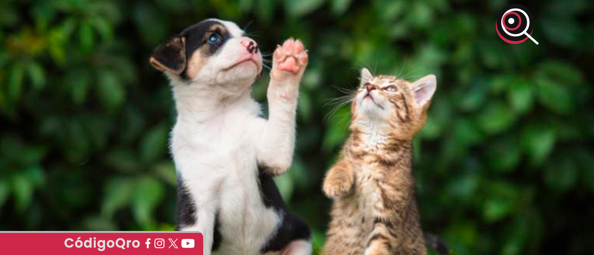 legislador, iniciativa, bienestar animal, gobernador,