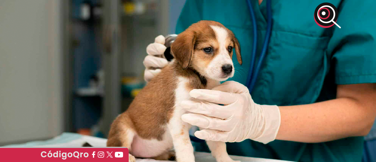 seguros, mascotas,