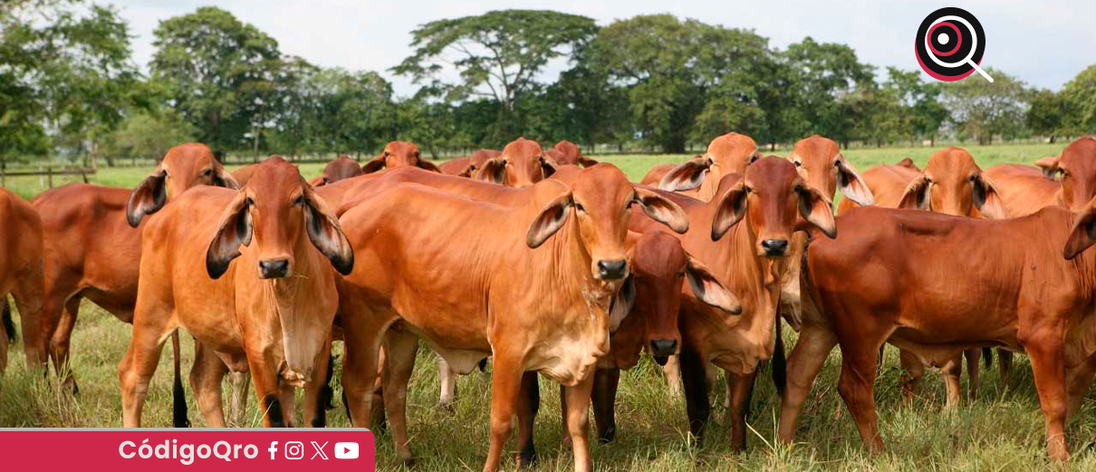 fármacos animales, combatir, gusano barrenador, EUA,