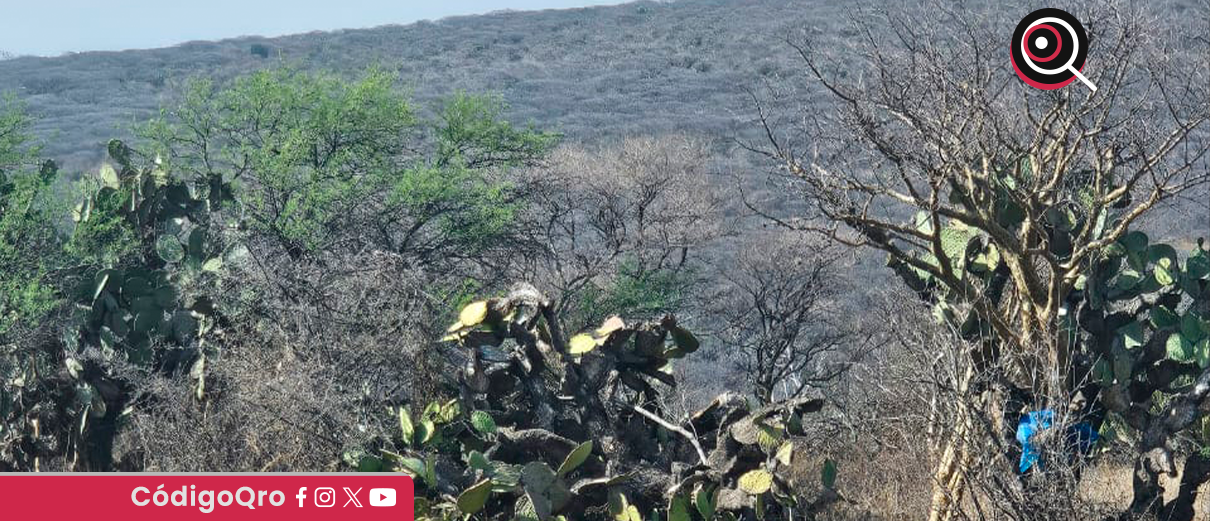 Profepa, clausuró obra, remoción de vegetación, Peña Colorada,
