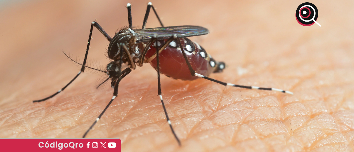 Confirman primer fallecimiento por dengue en el estado de Querétaro. Foto: Especial