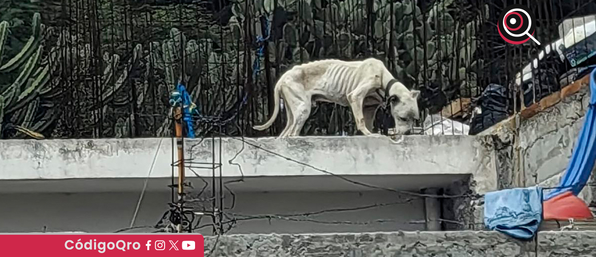 Atienden reporte de maltrato animal en el municipio de Querétaro. Foto: Especial
