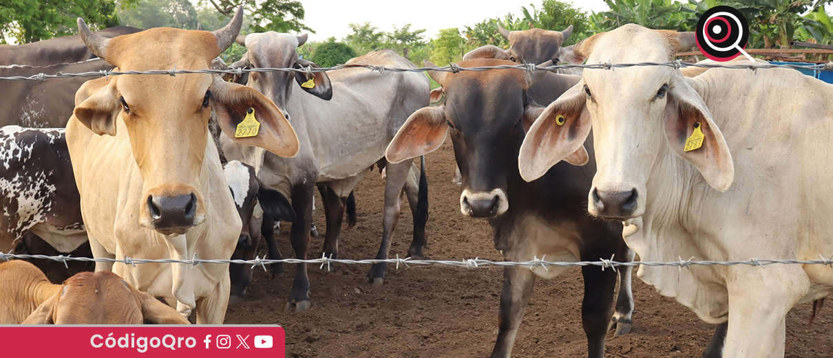 Detectan nuevo caso de gusano barrenador en Montemorelos, Nuevo León. Foto: Agencia EFE