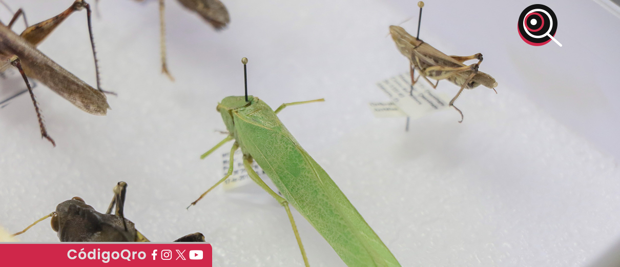 UAQ UNAM investigan consumo de insectos