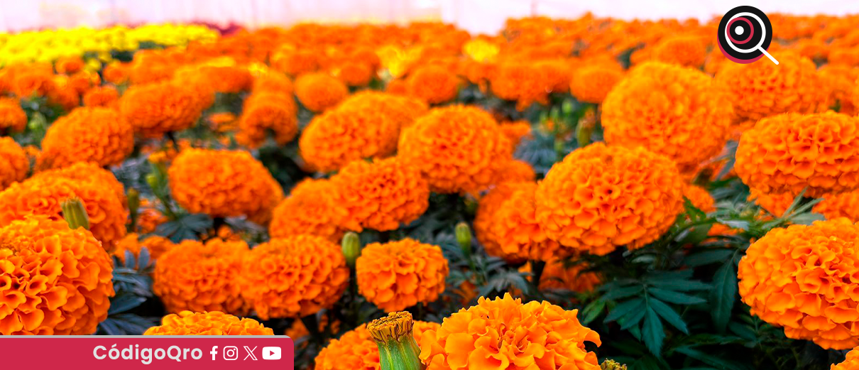 plantas, cempasúchil, capital, Día de Muertos,