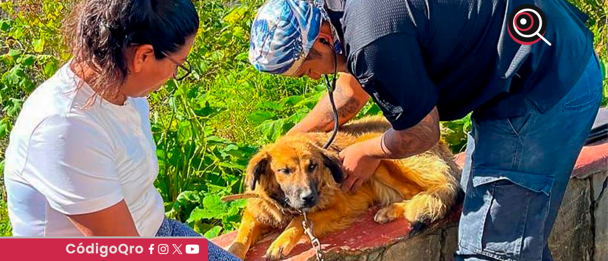 IMPA, atención, veterinaria, comunidades, afectadas, lluvias,