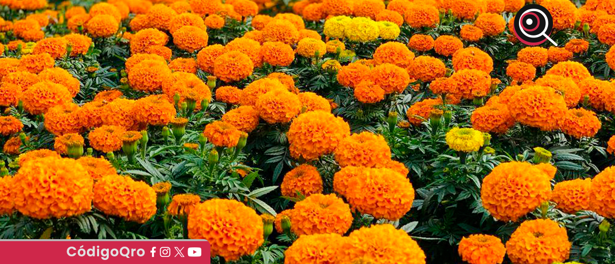 Alistan Festival de Día de Muertos en el municipio de Querétaro