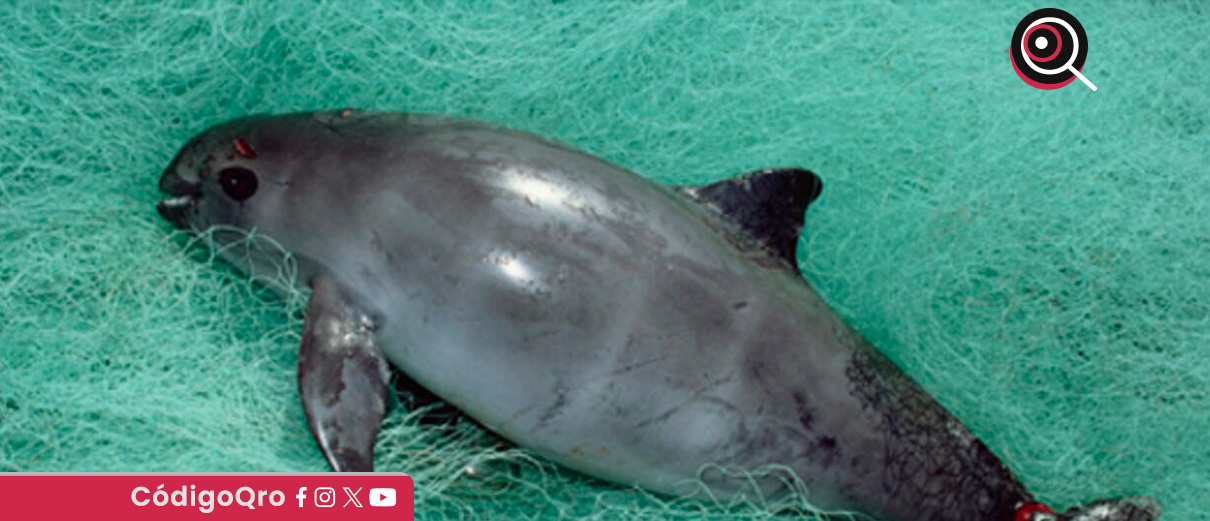 Europa denuncia falta de protección a la vaquita marina en México