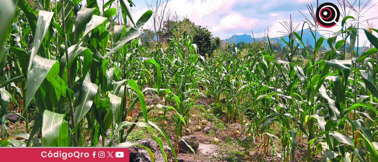 Productores del campo exigen apoyos del Gobierno de México