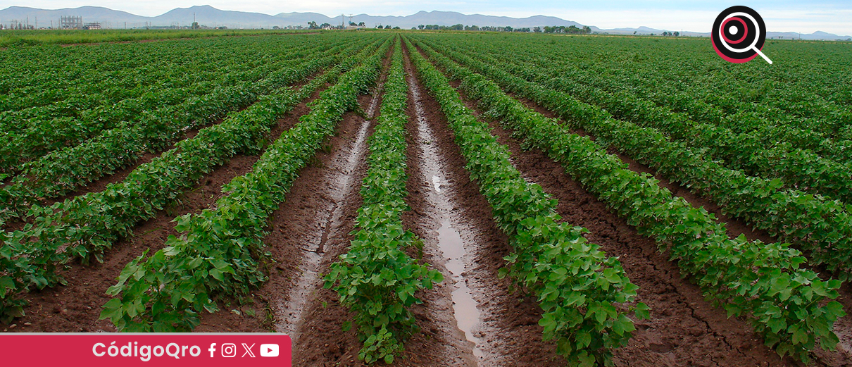 Conagua abre registro para regularización de productores