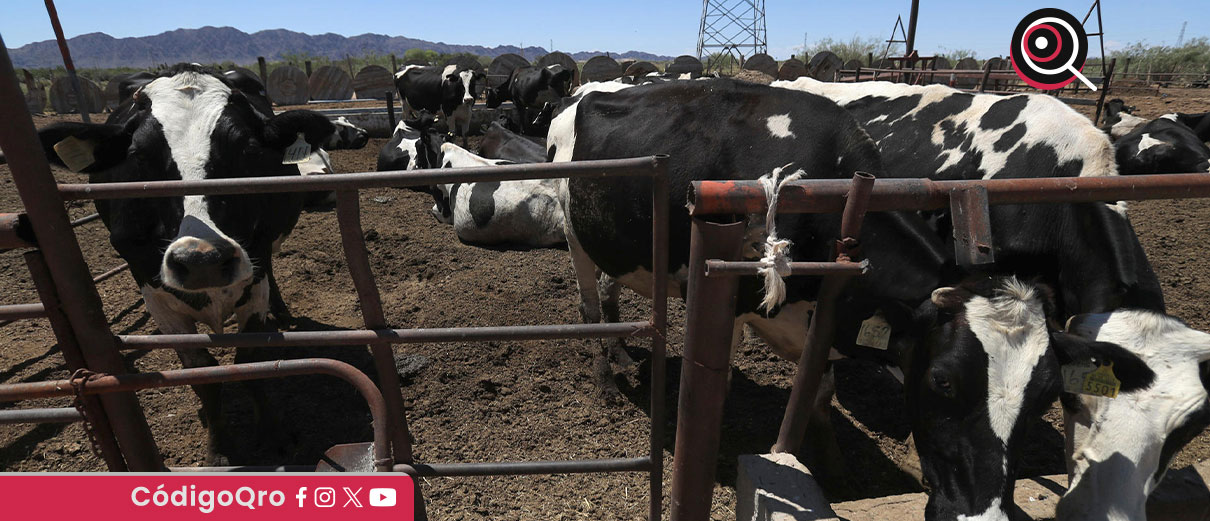 importación de ganado, Texas, gusano barrenador