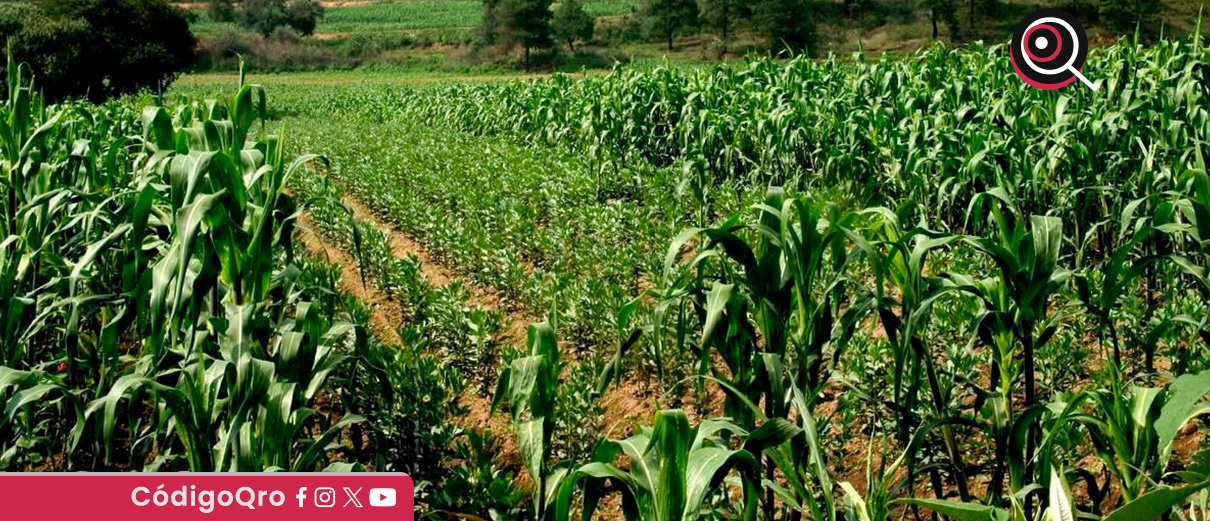 Organizaciones del campo agradecen apoyo del Gobierno del Estado de Querétaro