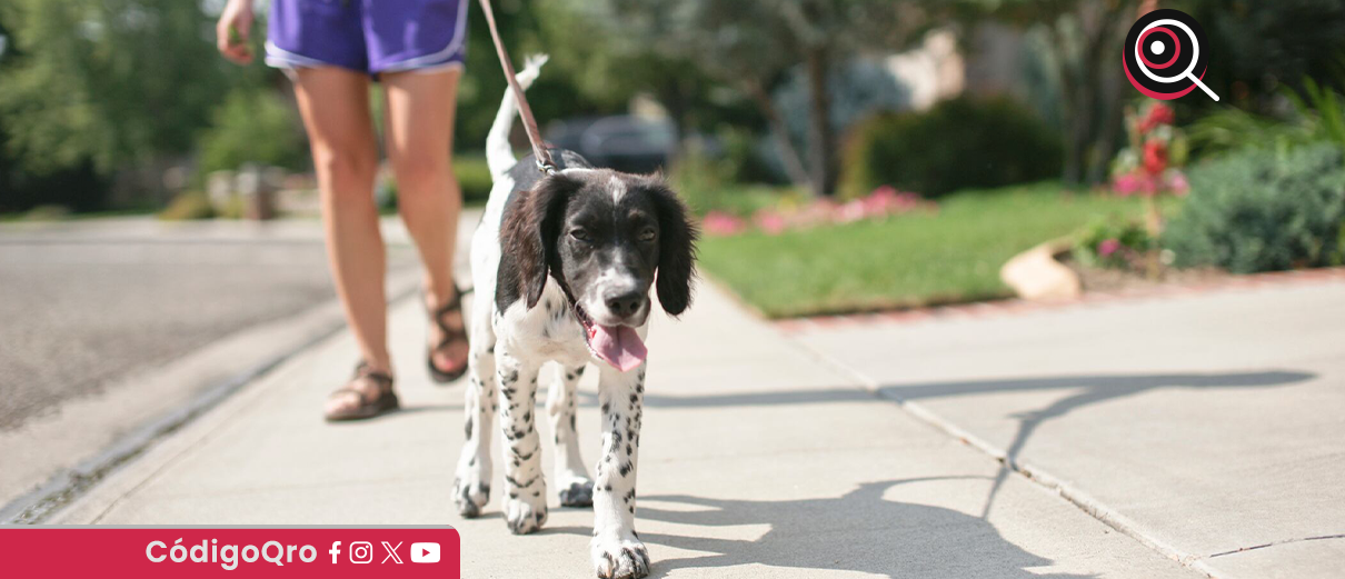 Huimilpan, reglamento, protección, animales, domésticos,