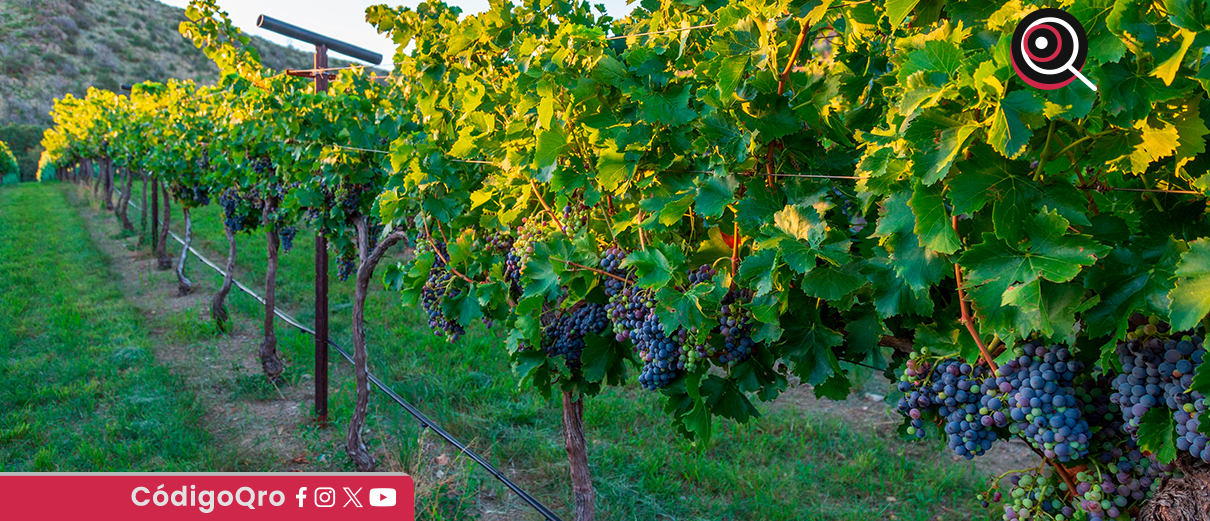 Actualmente, hay 34 viñedos que operan en territorio queretano