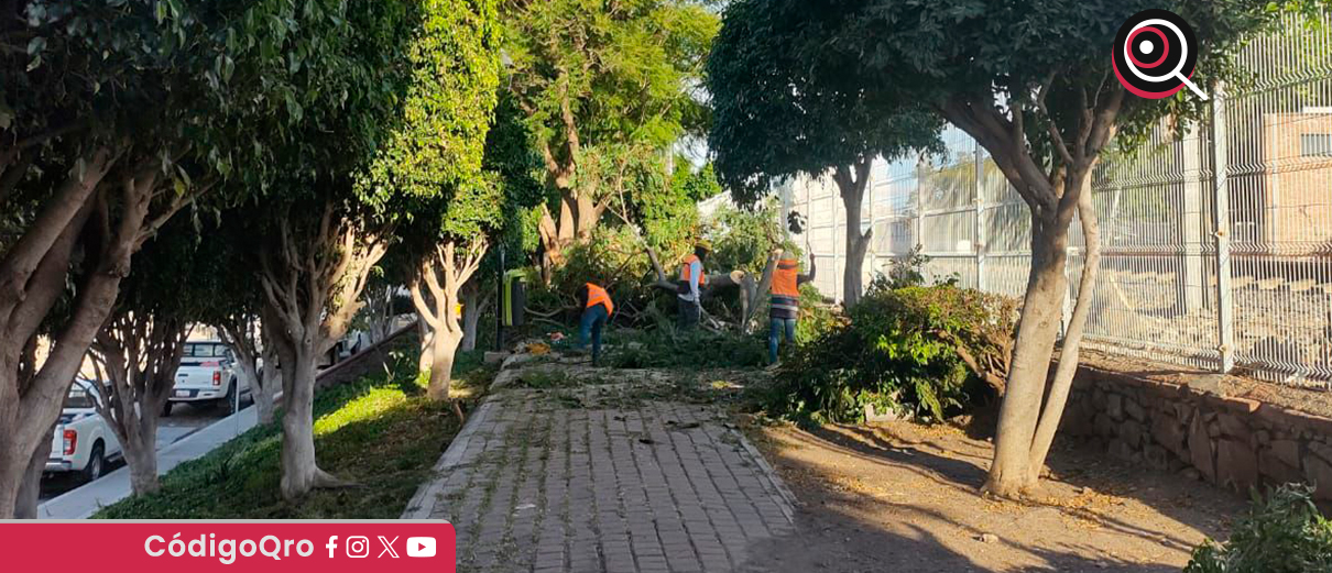 Vecinos denuncian tala masiva de árboles en el parque lineal de la colonia Las Hadas