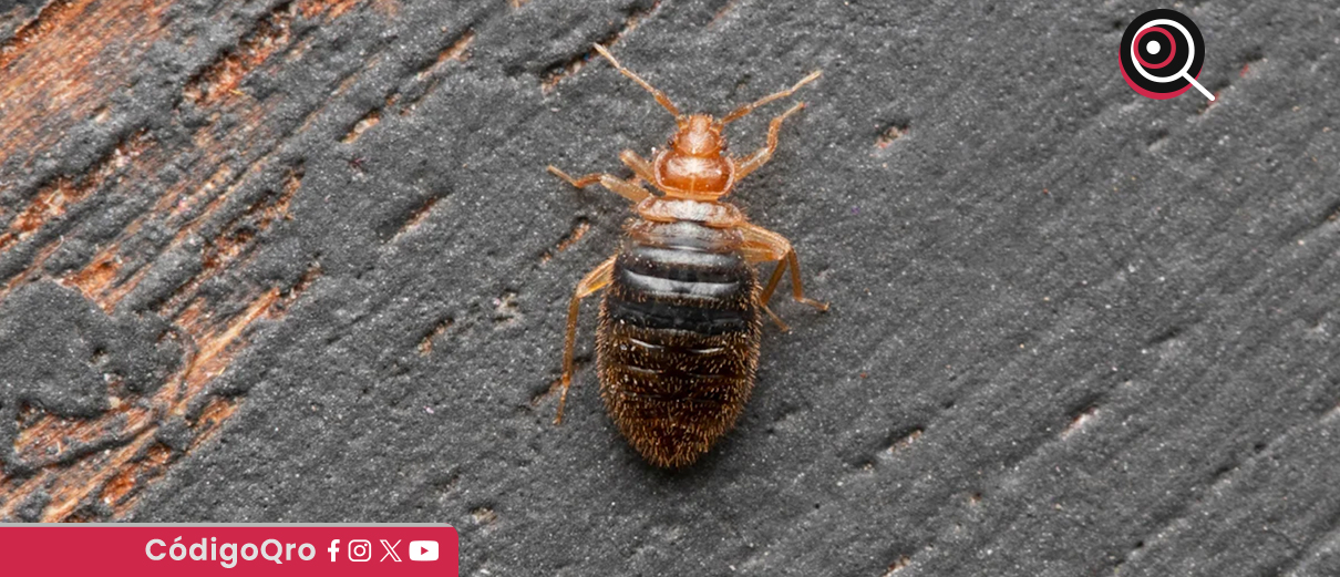 Confirman presencia de chinches en la UPQ