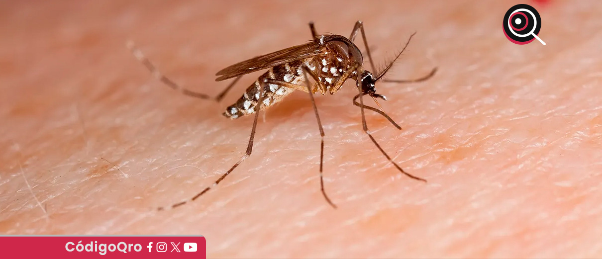 Reportan 95 casos acumulados de dengue en el estado de Querétaro