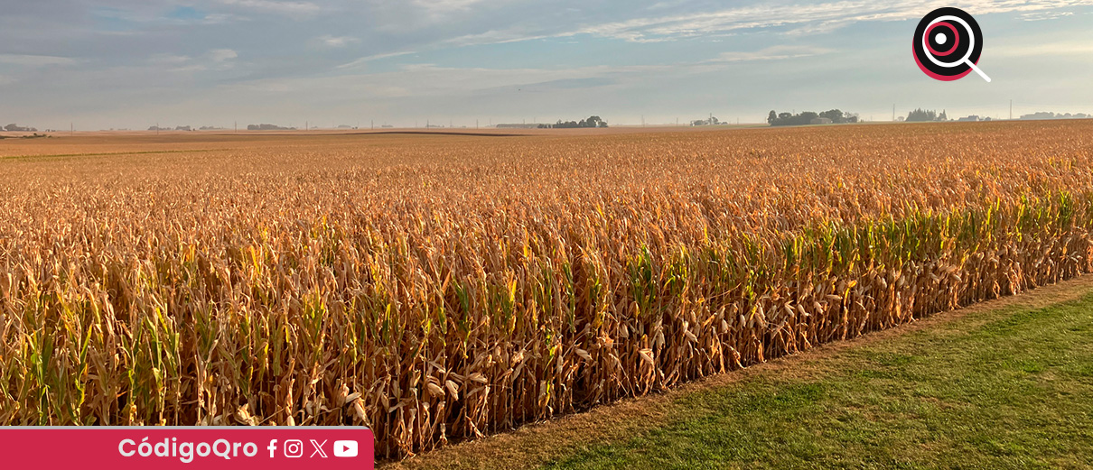 Productores queretanos de maíz no participarán en el paro carretero nacional