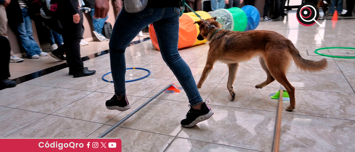 Felifer, cierre, taller, entrenamiento, perros,