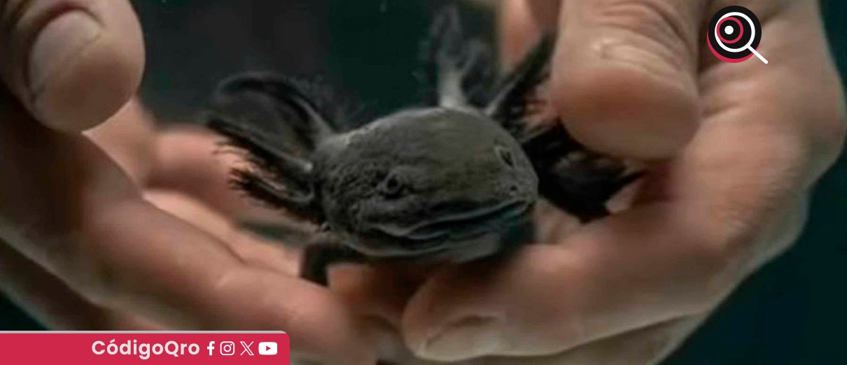 ajolote_del_altiplano