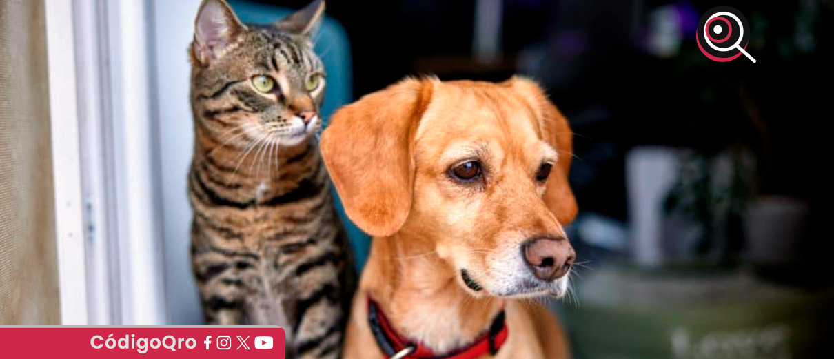 discurso, legislación, acciones de defensa, derechos de los animales,