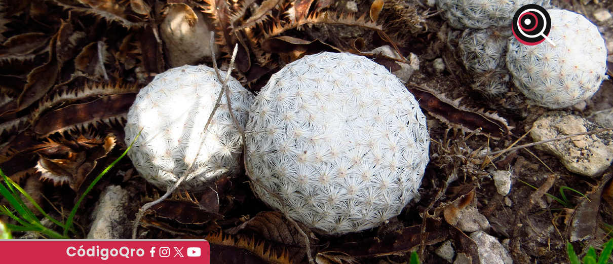 Cuidar, no capturar: la consigna para preservar la biodiversidad