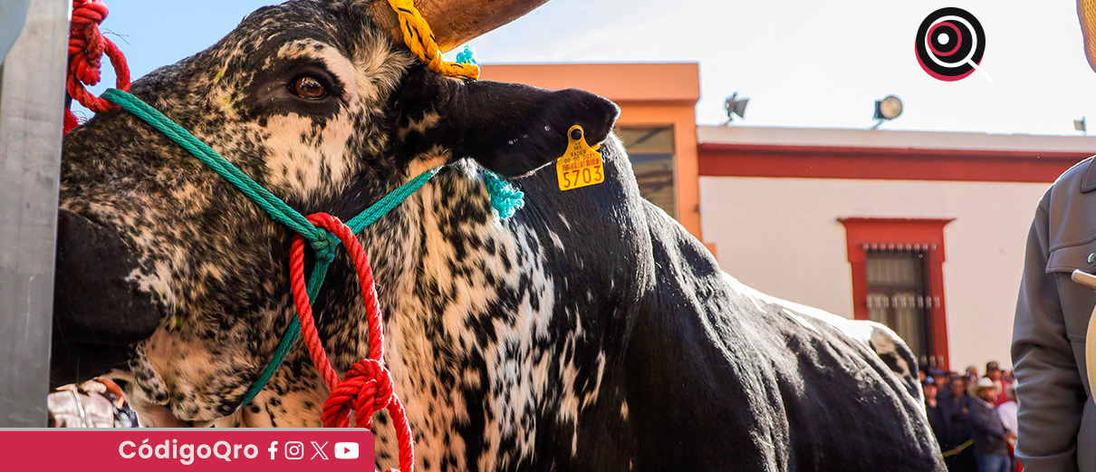 Chepe Guerrero asiste a tradicional bendición y paseo del buey