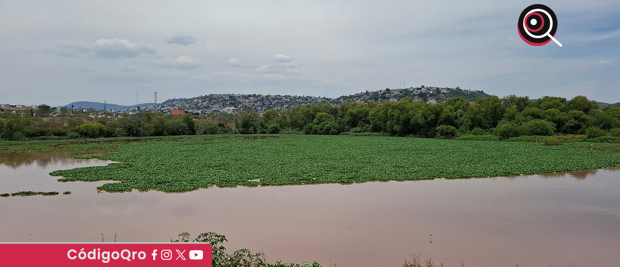 Refuerzan acciones para combatir plaga de mosquitos en parque Querétaro 2000