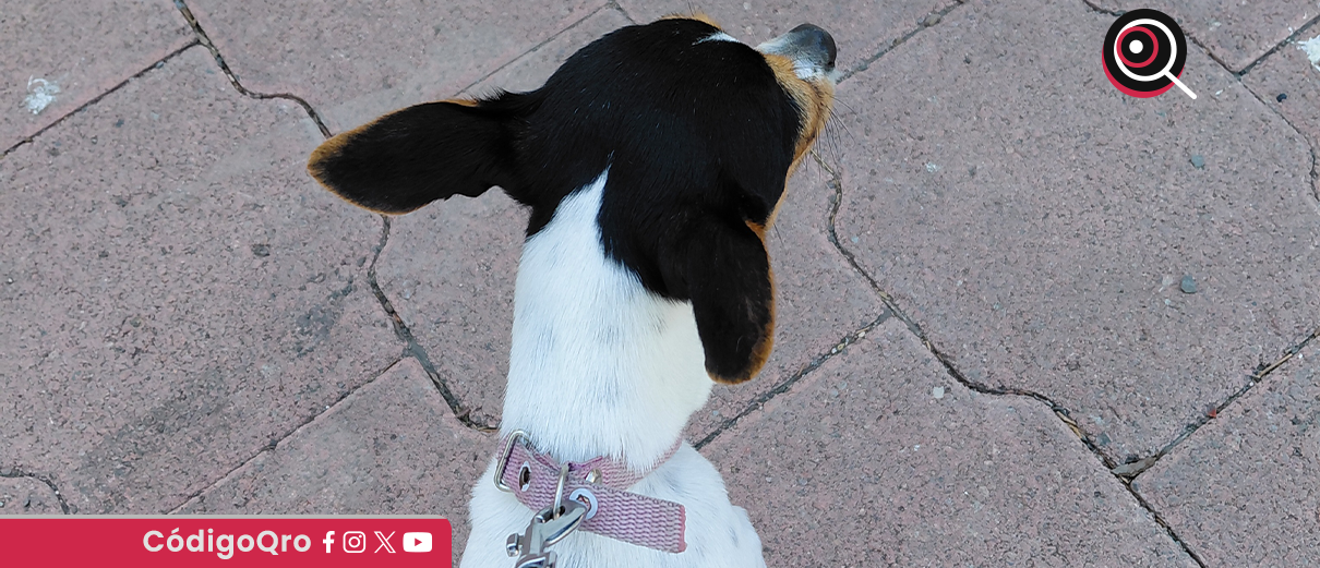 iniciativa, correa, animalista,