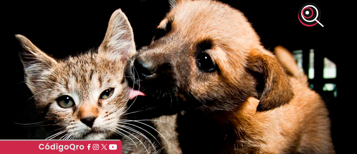 Anuncian segunda edición del Croquetón Escolar